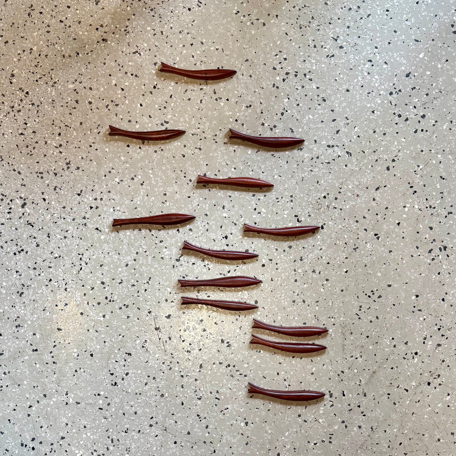 School of 12 Fish in Jarrah